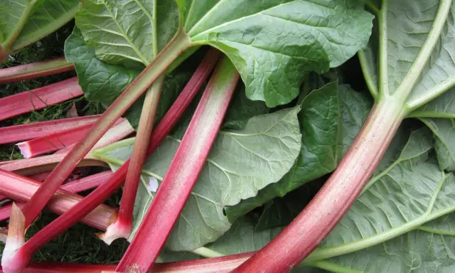 Tiges rouges et vertes de rhubarbe fraîchement cueillie, prêtes à être transformées en un délicieux fruit pour une tarte.