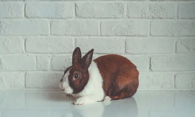 Ein braun-weißer Hase liegt vor einer weißen Ziegelwand. Seine großen, dunklen hasen augen blicken neugierig in die Ferne.