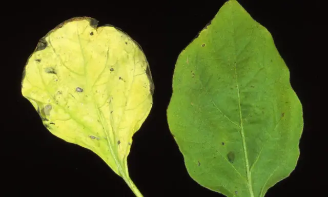 Feuille d'aubergine saine verte à côté d'une feuille montrant les symptômes d'une maladie : jaunissement et nécrose.