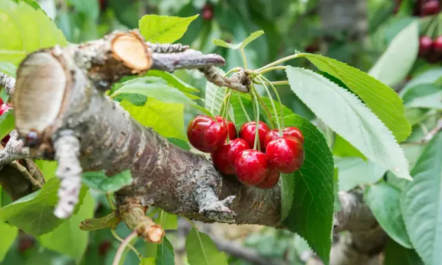 Reife Kirschen hängen an einem Ast, der nach dem Kirschbaum schneiden im Frühjahr gut verheilt ist.