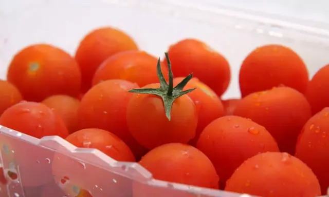 Soczyste pomidorki koktajlowe w plastikowym opakowaniu. Dowiedz się, jak przechowywać pomidory w domu, by zachowały świeżość.