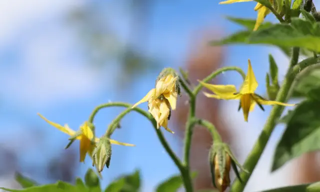 Fleurs de tomate jaunes, certaines fanées, sur fond bleu. Comprendre pourquoi les fleurs de tomates tombent est essentiel pour une bonne récolte.