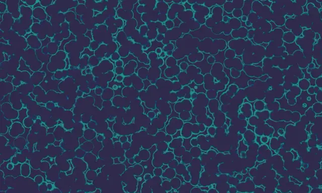 Struttura cellulare di Citrobacter koseri, con forme tondeggianti e irregolari che si aggregano in un pattern organico su sfondo scuro.