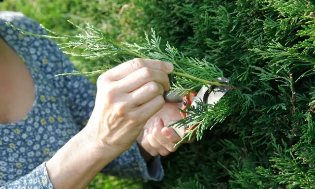 Mains coupant une branche de cyprès trop haute avec un sécateur. Le feuillage vert dense contraste avec la robe fleurie de la personne.