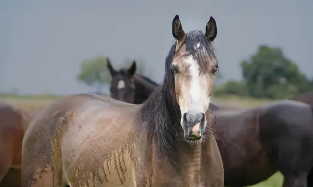 Ein braunes Pferd mit weißer Blesse blickt in die Kamera, während ein anderes Pferd im Hintergrund steht. Das Fell des vorderen Pferdes wirkt feucht, als ob es zittert.