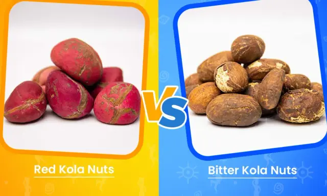 Comparaison entre le petit cola rouge et le petit cola amer. Les noix rouges sont vives, tandis que les noix amères ont une teinte terreuse.