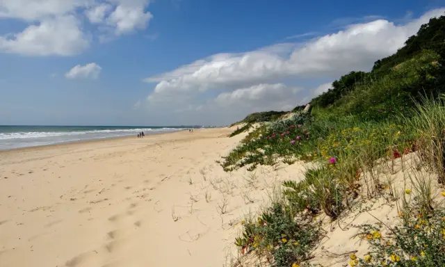 Sonniger Chiclana de la Frontera Strand mit Dünen, blühenden Pflanzen und dem Meer im Hintergrund.