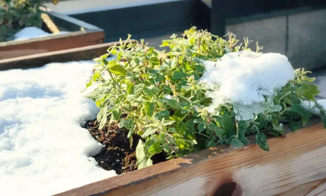A green mint plant in a wooden planter is covered in snow, raising the question: can mint survive winter?