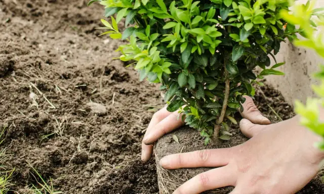 Mains tenant un jeune arbuste pour le planter dans la terre meuble, début d'une haie.