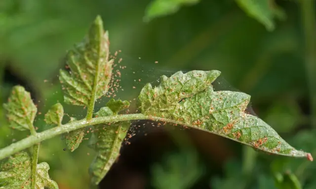 Liście pomidora pokryte pajęczyną i drobnymi, pomarańczowymi roztoczami. Widać ślady żerowania, co sugeruje potrzebę zastosowania naturalny oprysk na przędziorka.