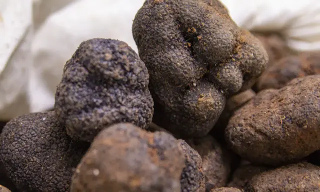 Unas trufas negras recién recolectadas, un tesoro subterráneo que define qué es trufa en España.