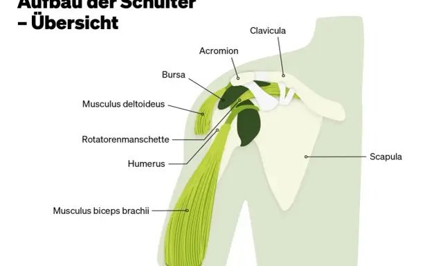 Anatomie der Schulter: Schulterblatt, Humerus, Rotatorenmanschette, Deltoideus, Bizeps. Hilfreich bei Schulterblatt Schmerzen.