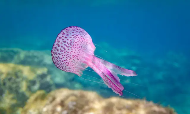 Una medusa rosa punteggiata fluttua nell'acqua blu, con tentacoli sottili che si estendono. Sembra quasi un mammifero marino per la sua grazia.