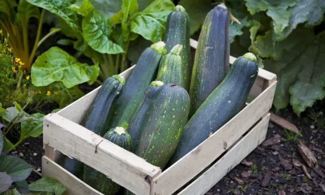 Une caisse en bois remplie de courgettes sombres et vertes, prêtes pour l'entretien. Des feuilles luxuriantes entourent la récolte.