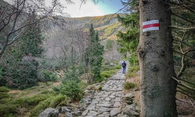 Kamienista ścieżka w górach, oznaczona czerwonym szlakiem na Śnieżkę. Wędrowiec idzie w stronę szczytu.