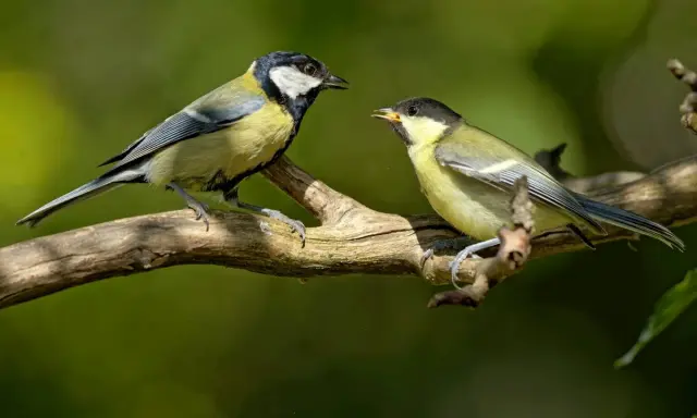 Deux oiseaux des jardins, mésanges charbonnières, se font face sur une branche.