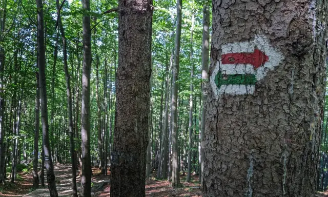 Strzałka szlaku turystycznego na drzewie w lesie. Czerwono-zielony znak wskazuje kierunek na szyndzielnia trasę.