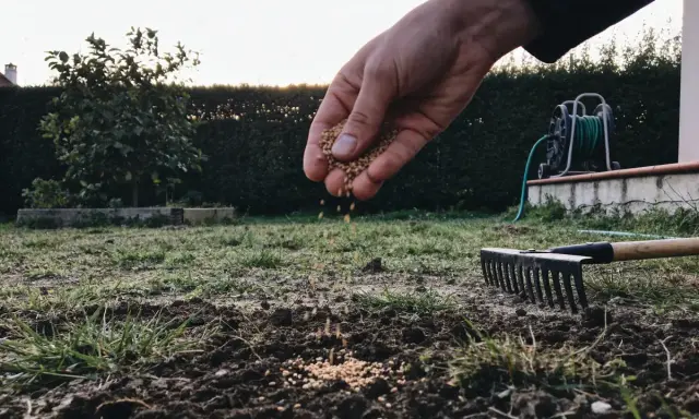 Main qui sème des graines pour semer pelouse sans retourner terre. Un râteau est prêt à l'emploi.