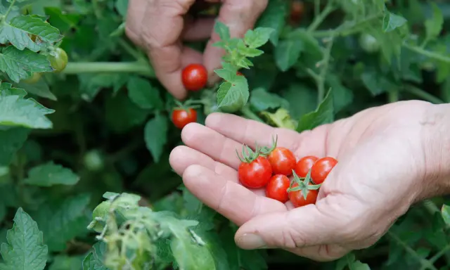 Des mains récoltent des tomates cerises rouges. On se demande en combien de temps poussent les tomates cerises pour obtenir une telle récolte.