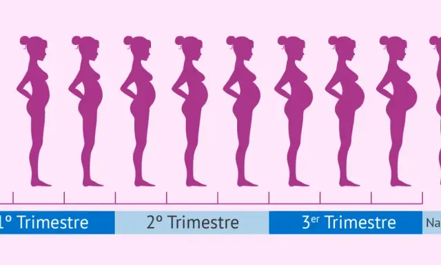 Siluetas moradas muestran la evolución del cuerpo de una mujer durante los meses de embarazo, desde el inicio hasta el nacimiento.