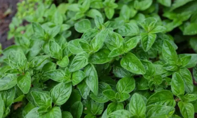 Gęste, zielone liście oregano, które mogą być częścią różnych odmian tej aromatycznej rośliny.