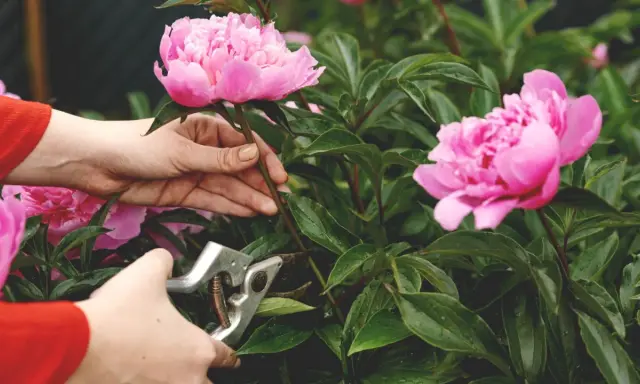 Hands prune pink peonies. This image shows when to cut back peonies for optimal bloom.