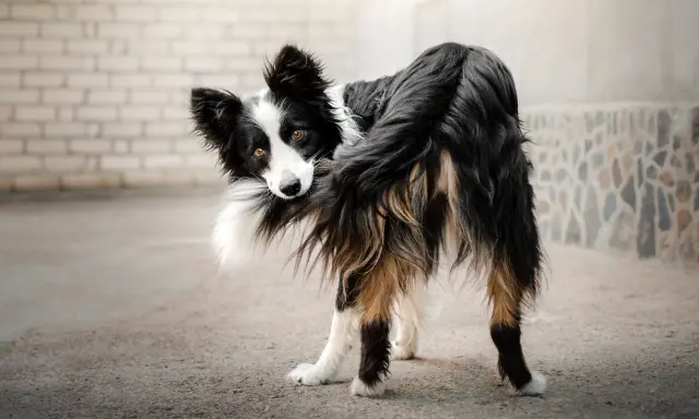 Czarno-biały pies rasy border collie, z brązowymi oczami, zabawnie gryzie swój puszysty ogon.