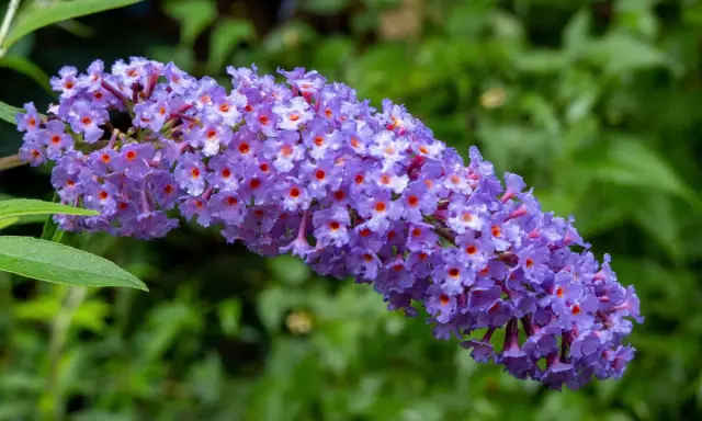 Grappe de fleurs violettes d'un arbre à papillon taille, avec de petits cœurs orange au centre de chaque fleur.