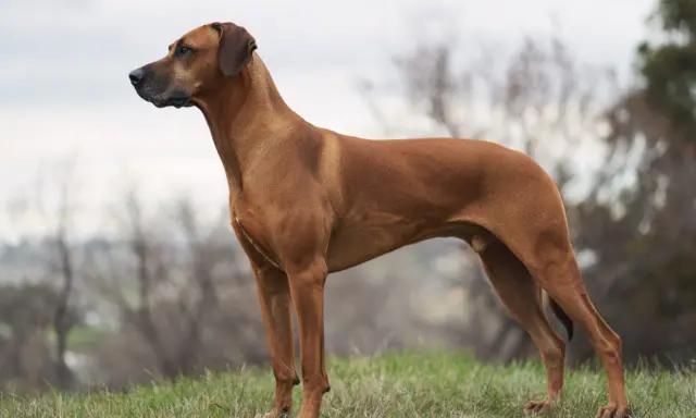 A Rhodesian Ridgeback dog stands alert on a grassy hill, looking to the left.