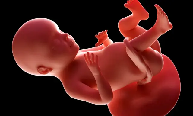 Płód w 28. tygodniu ciąży w macicy, widoczne kończyny i pępowina.
