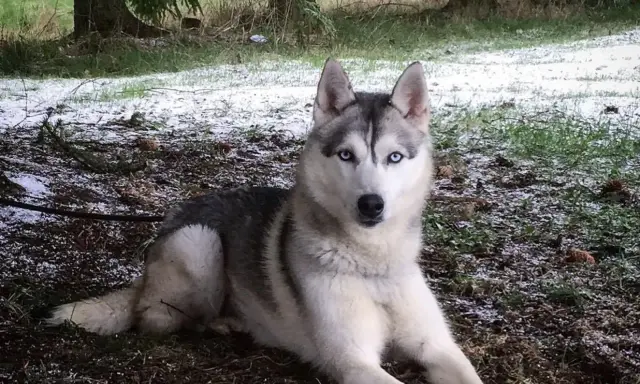 En siberian husky med isblå ögon vilar på marken nära ett gammalt, förfallet **siberian husky barn**.