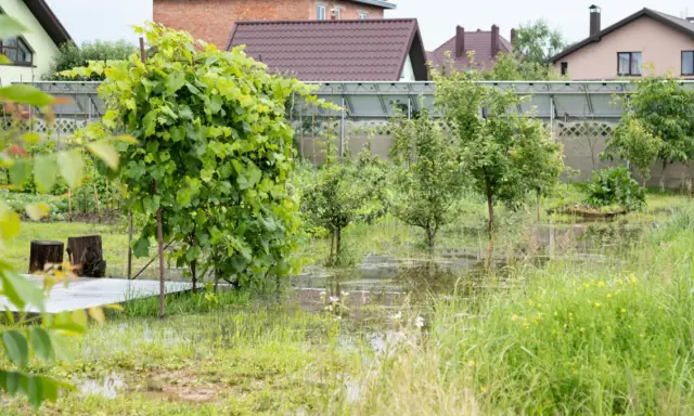 Podmokły ogród z młodymi drzewkami i winoroślą. Widać fragmenty domów w tle. Przyłącze wody do działki bez domu.