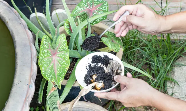Utilisation du marc de café pour fertiliser des plantes d'intérieur, comme l'aloe vera et le caladium.