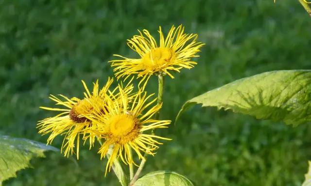 Gelbe Blüten des Alants, bekannt für ihre positive Alantwurzel Wirkung Lunge, blühen im satten Grün.