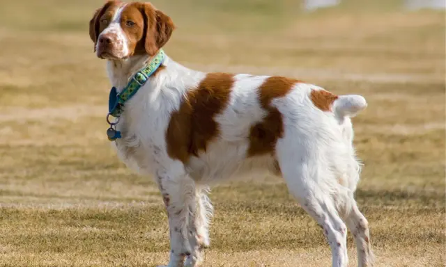 Épagneul Breton blanc et marron, un chien plein de vie, dont l'espérance de vie est longue.