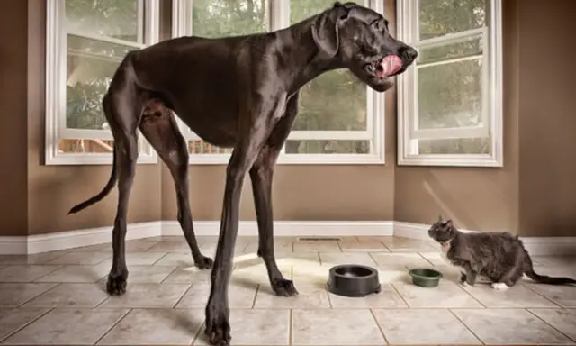 Un Dogue Allemand noir géant, peut-être le chien le plus grand du monde, lèche sa gueule à côté d'un chat gris.