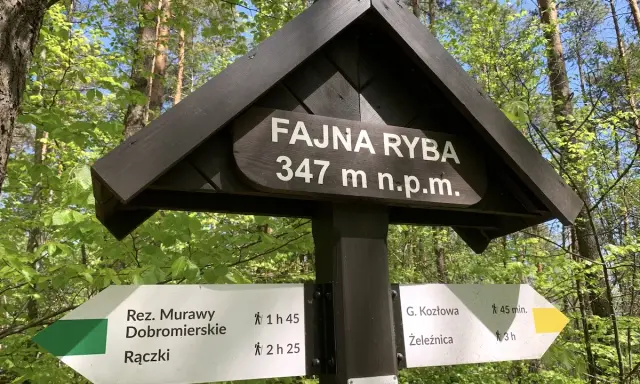 Drewniany drogowskaz w lesie z napisem "Fajna Ryba" 347 m n.p.m. Wskazuje szlaki turystyczne.