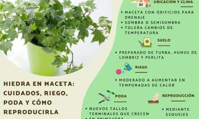 Planta de hiedra en maceta verde, con consejos de cuidado, riego, poda y reproducción.