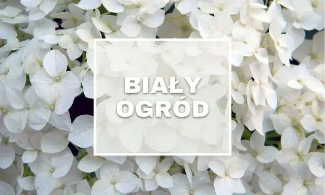 Białe kwiaty ogrodowe wieloletnie tworzą magiczny, śnieżnobiały ogród.