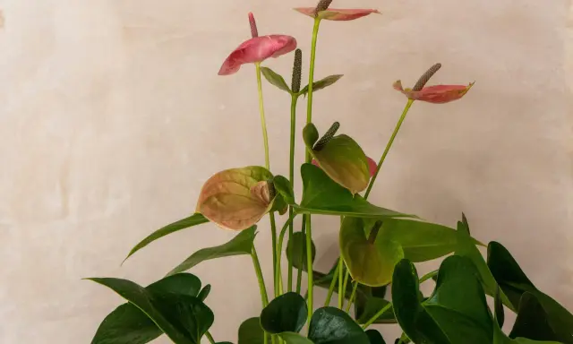 En vacker anthurium, även känd som rosenkalla, med sina karakteristiska blad och blommor. Observera att rosenkalla giftig.