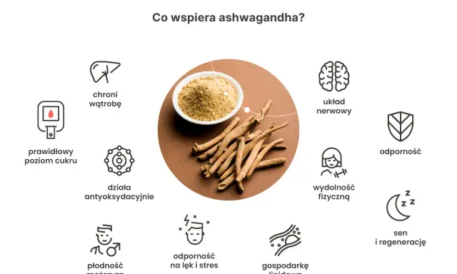 Ashwagandha w proszku i korzenie otoczone ikonami ilustrującymi jej działanie: wątroba, cukier, antyoksydacja, płodność, odporność, układ nerwowy, wydolność, sen.