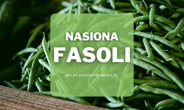 Duża ilość zielonych strąków fasoli, idealnych do wysiewu. Nasiona fasoli z pewnością obrodzą w Twoim ogrodzie.