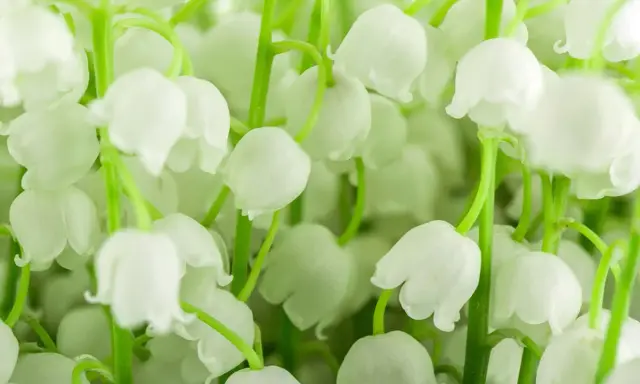 Un bouquet de muguet blanc, prêt à être planté, avec ses clochettes délicates et son parfum printanier.
