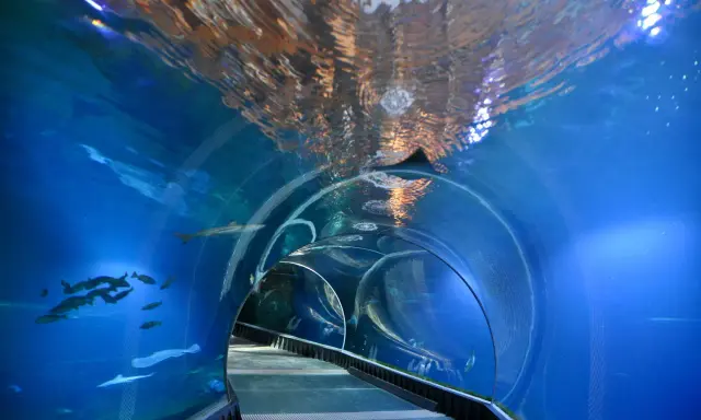 Podwodny tunel w akwarium, gdzie pływają ryby i rekiny. Niezwykłe wrocławskie atrakcje dla dorosłych, które przenoszą w morskie głębiny.