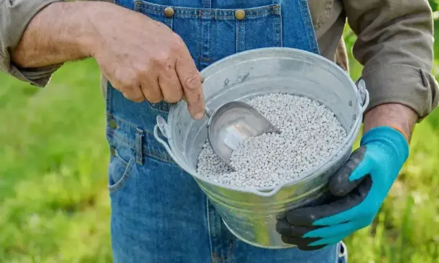 Rolnik w ogrodniczkach nabiera łopatką białe granulki, które są kreda nawozowa, do metalowego wiadra.