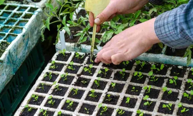 Plantation de céleri rave : des mains expertes repiquent de jeunes pousses dans des alvéoles.