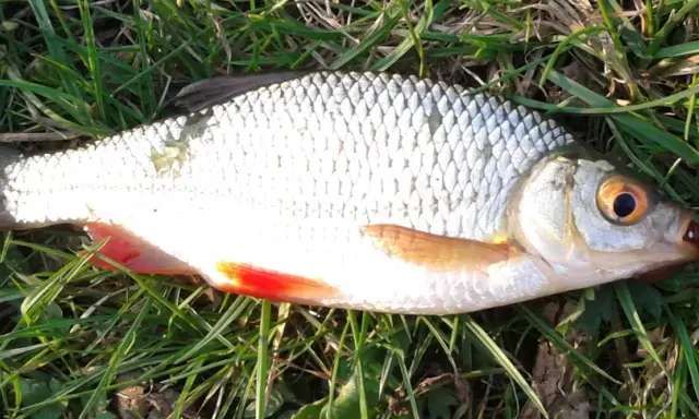 Płoć i wzdręga leżą na trawie. Płoć ma srebrzyste łuski i czerwone płetwy. Wzdręga jest podobna, ale ma bardziej pomarańczowe płetwy.