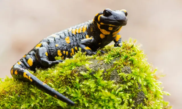 Czarny salamander plamisty z żółtymi cętkami, symbol Tatrzańskiego Parku Narodowego, siedzi na omszałym kamieniu.