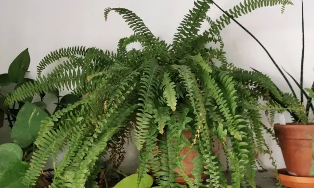 Une luxuriante fougère de Boston, avec ses longues frondes vertes retombantes, apporte une touche de nature à l'intérieur.
