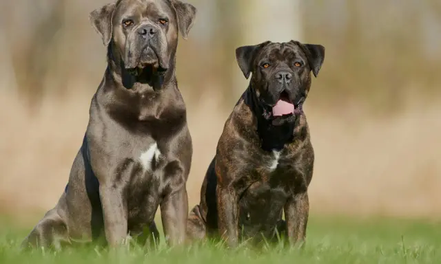 Deux chiens de garde au regard intense, l'un gris, l'autre bringé, assis dans l'herbe.